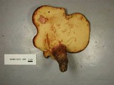 Fistulina hepatica image