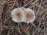 Clitocybe cistophila image