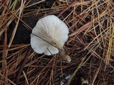 Clitocybe cistophila image