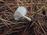 Clitocybe cistophila image