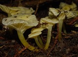 Gliophorus chromolimoneus image
