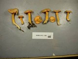 Cantharellus ignicolor image