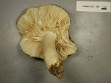 Megacollybia subfurfuracea image