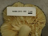 Megacollybia subfurfuracea image