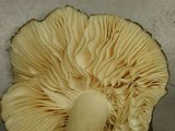 Megacollybia subfurfuracea image