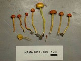 Hygrocybe mucronella image