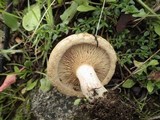 Paxillus involutus image