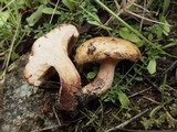 Paxillus involutus image