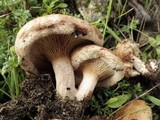 Paxillus involutus image