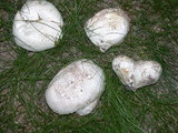 Handkea utriformis var. hungarica image