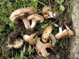 Paxillus involutus image