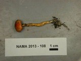 Hygrocybe mucronella image