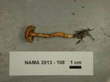 Hygrocybe mucronella image