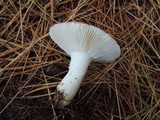 Russula silvicola image