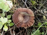 Coltricia perennis image
