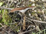 Coltricia perennis image