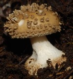 Amanita australis image