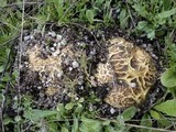 Scleroderma polyrhizum image