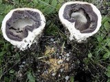 Scleroderma polyrhizum image