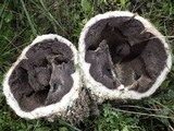 Scleroderma polyrhizum image