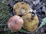 Aureoboletus gentilis image