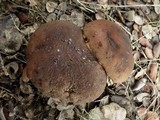 Boletus fragrans image