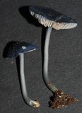 Entoloma melanocephalum image