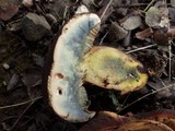 Boletus fragrans image