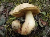 Boletus impolitus image
