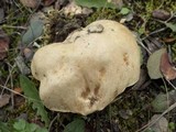 Boletus impolitus image