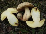 Boletus impolitus image