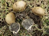 Scleroderma areolatum image