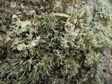 Ramalina siliquosa image