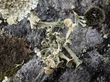 Ramalina siliquosa image