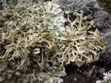 Ramalina siliquosa image