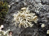 Ramalina siliquosa image