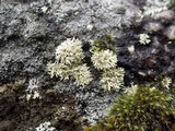 Ramalina siliquosa image