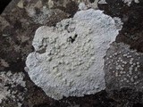 Pertusaria lactea image
