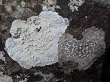 Pertusaria lactea image