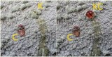 Pertusaria lactea image
