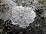 Pertusaria lactea image