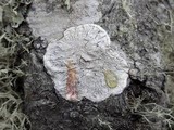 Pertusaria lactea image
