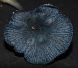 Entoloma melanocephalum image