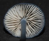Entoloma melanocephalum image