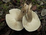 Tricholoma saponaceum image
