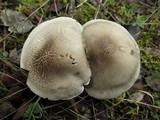Tricholoma saponaceum image