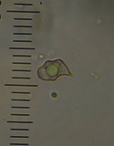 Entoloma melanocephalum image