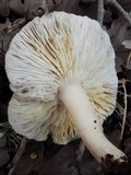Tricholoma scalpturatum image