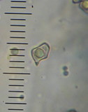 Entoloma melanocephalum image