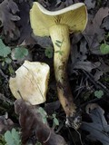 Tricholoma sulphureum image